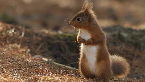 A red squirrel standing on its hind legs on the ground credit John Bridges copyright northwestwildlife.co.uk