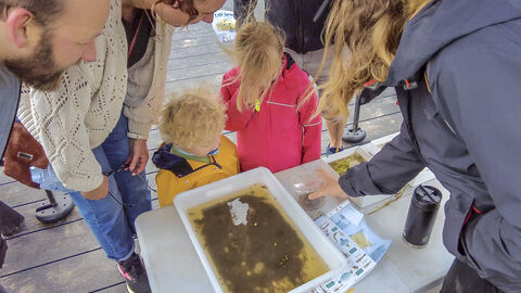 pond  dipping at cold springs