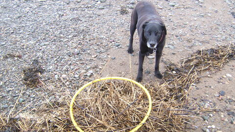 Large plastic hoola hoop washed up
