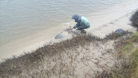 Volunteer collecting washed up waste
