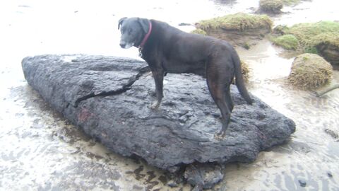 Large piece of peat washed rounded the bay