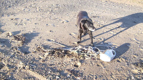 Assortment of pastic items found at the tide line