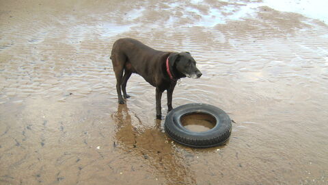 Ubiquitous Car tyre washed up