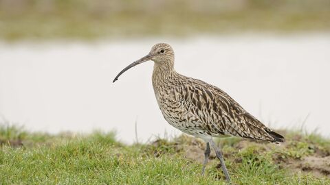 Curlew