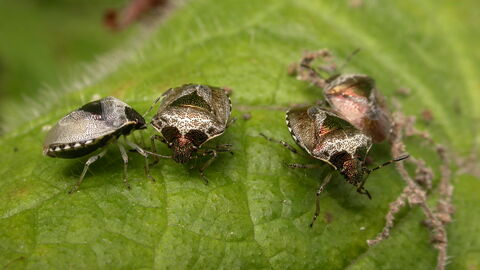 Four woundwort shieldbugs standing on a leaf. They're compact, shield-shaped brown bugs with patches of irridescent coppery red on their head and back