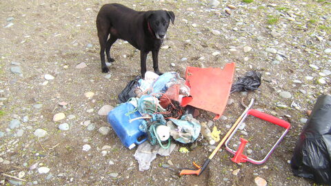 Dog posing with bags of collected rubbish