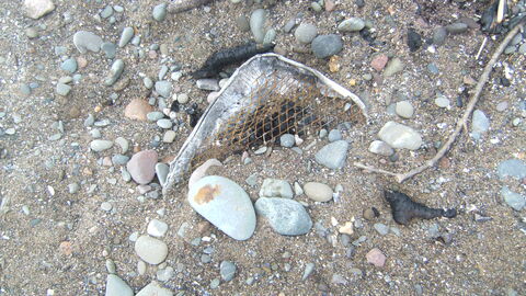 Half buried disposable BBQ