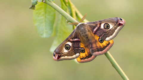 A male emperor moth resting on a branch. It's a large moth with bright orange hindwings. Each of its four wings has a large eyespot and it has feathery antennae