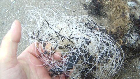 The ubiquitous fishing line