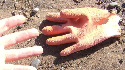 old fisherman's deck glove