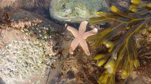 marine survey