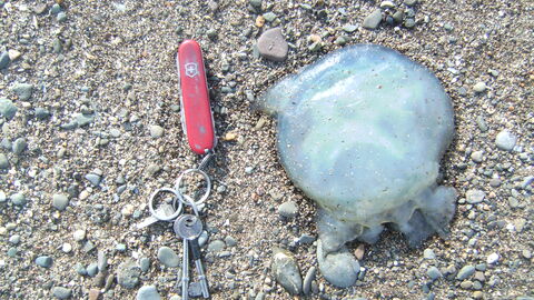 small Jelly fish washed up, makes a change