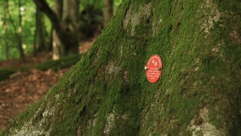 A round, orange plaque attached to a tree trunk, showing a riddle that's part of the Staveley family trail