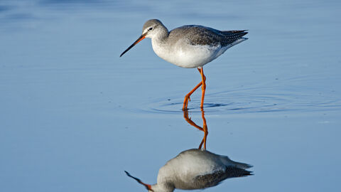 A spotted redshank wading through shallow water, with a perfect reflection. It's an elegant wader with a grey back, white belly and long reddish-orange legs. It has a bold white line above the eye and a long, fine bill with a red base to the lower mandible and a slightly drooping tip