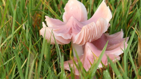 Ballerina waxcap ©Vaughn Matthews