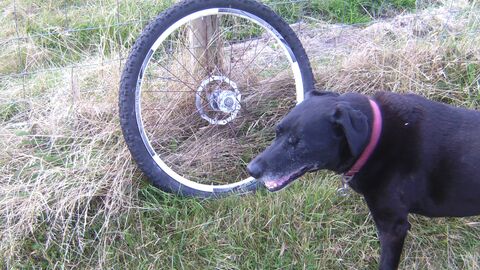 A bicycle wheel found on the beach