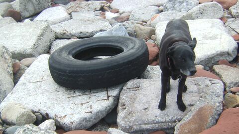 Yet another car tyre washed up on the beach