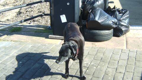 Waste spoils of the day including a car tyre
