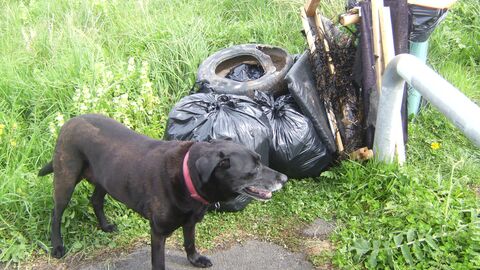 Dog guarding lots of beach rubbish