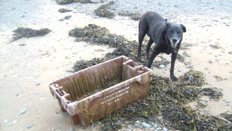 Large plastic fishing Trawler crate washed up