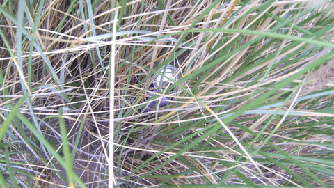 Old cans hiding in the dunes