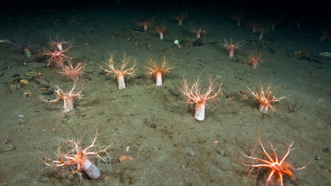 Sea cucumber forest