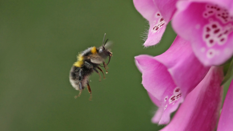 Bumblebee and foxglove