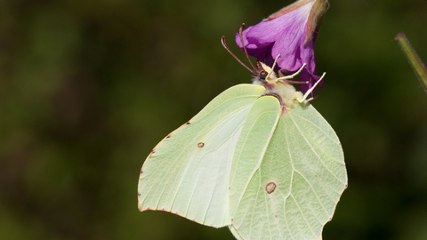 brimstone butterfly on a purple flower copyright Vaughn Matthews