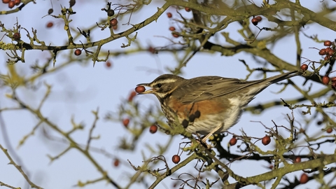 Redwing feeding on hawthorn