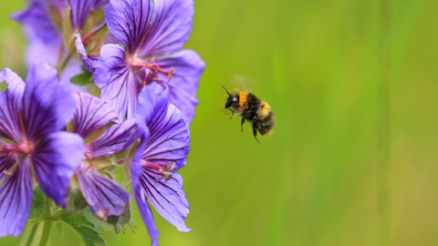 Early bumblebee