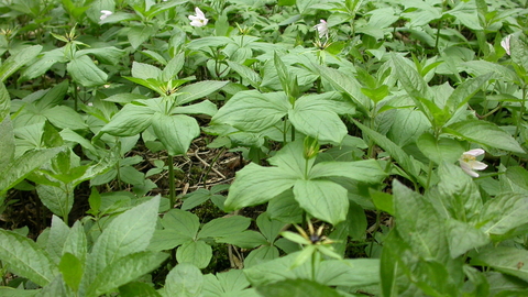 Herb Paris Philip Precey