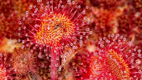 Close up of round-leaved sundew