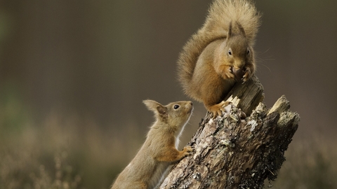 Two Red squirrels jumping in scots pine forest © Peter Cairns/2020VISION