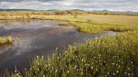 peat landscape