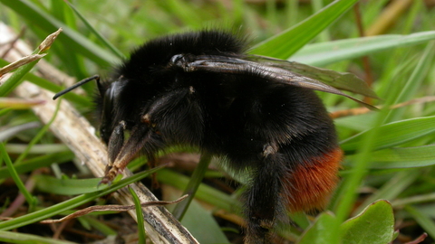 Red tailed bumble bee