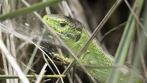sand lizard