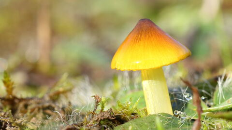 A glossy, yellow-coloured waxcap fungi with a pointed top