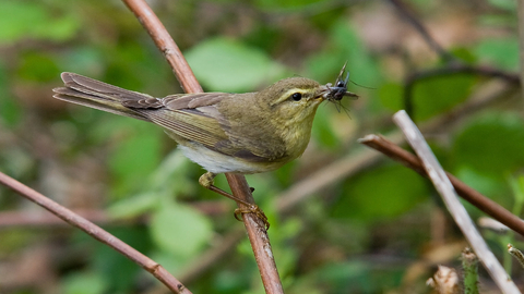 Willow warbler