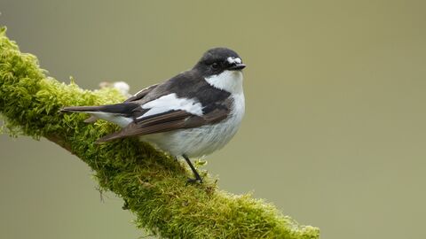 Pied fly catcher