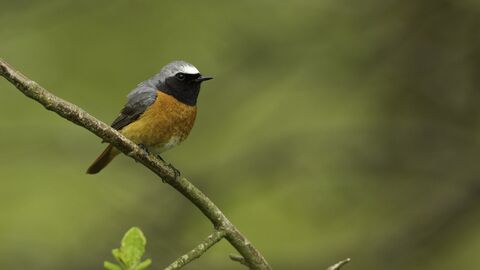 Redstart by Mark Hamblin/2020VISION