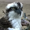 image of an Osprey bird close up at Foulshaw Moss nature reserve