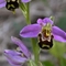 Lovely Orchid from Clints Quarry