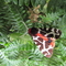 Garden tiger moth