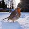 Robin in snow -COPYRIGHT Alexander Mustard 2020VISION