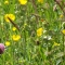 Hay meadow flowers
