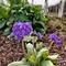 Primulas in the Lost Words Garden @ Jess Cowburn