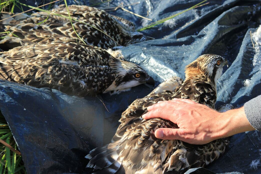 Leg ringing | Cumbria Wildlife Trust