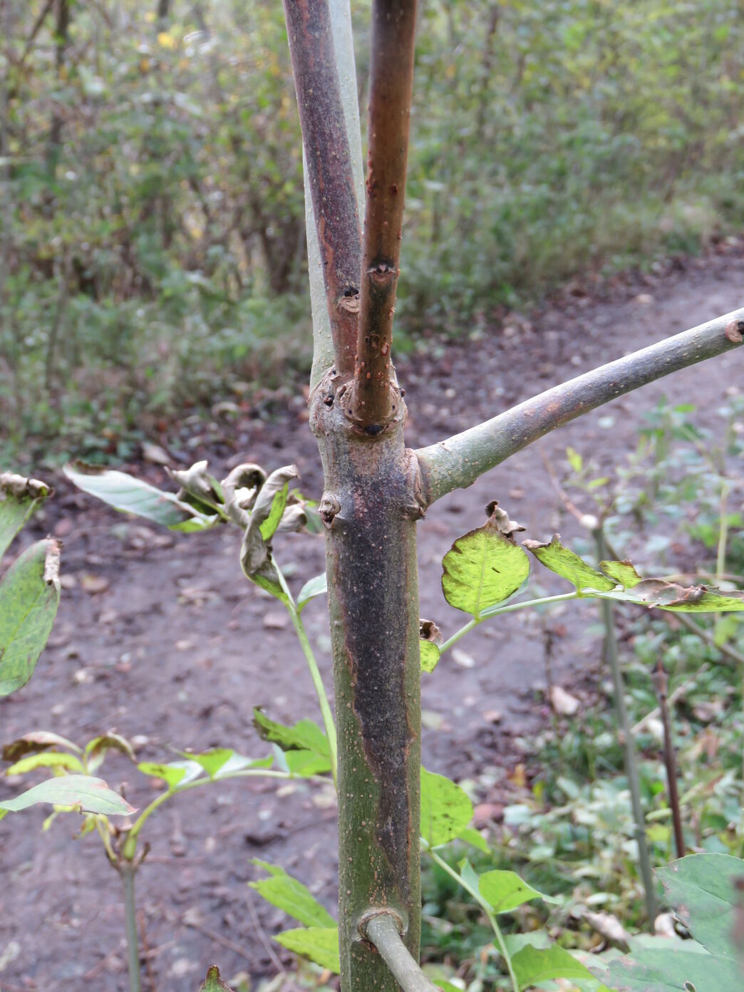 Ash dieback disease | Cumbria Wildlife Trust