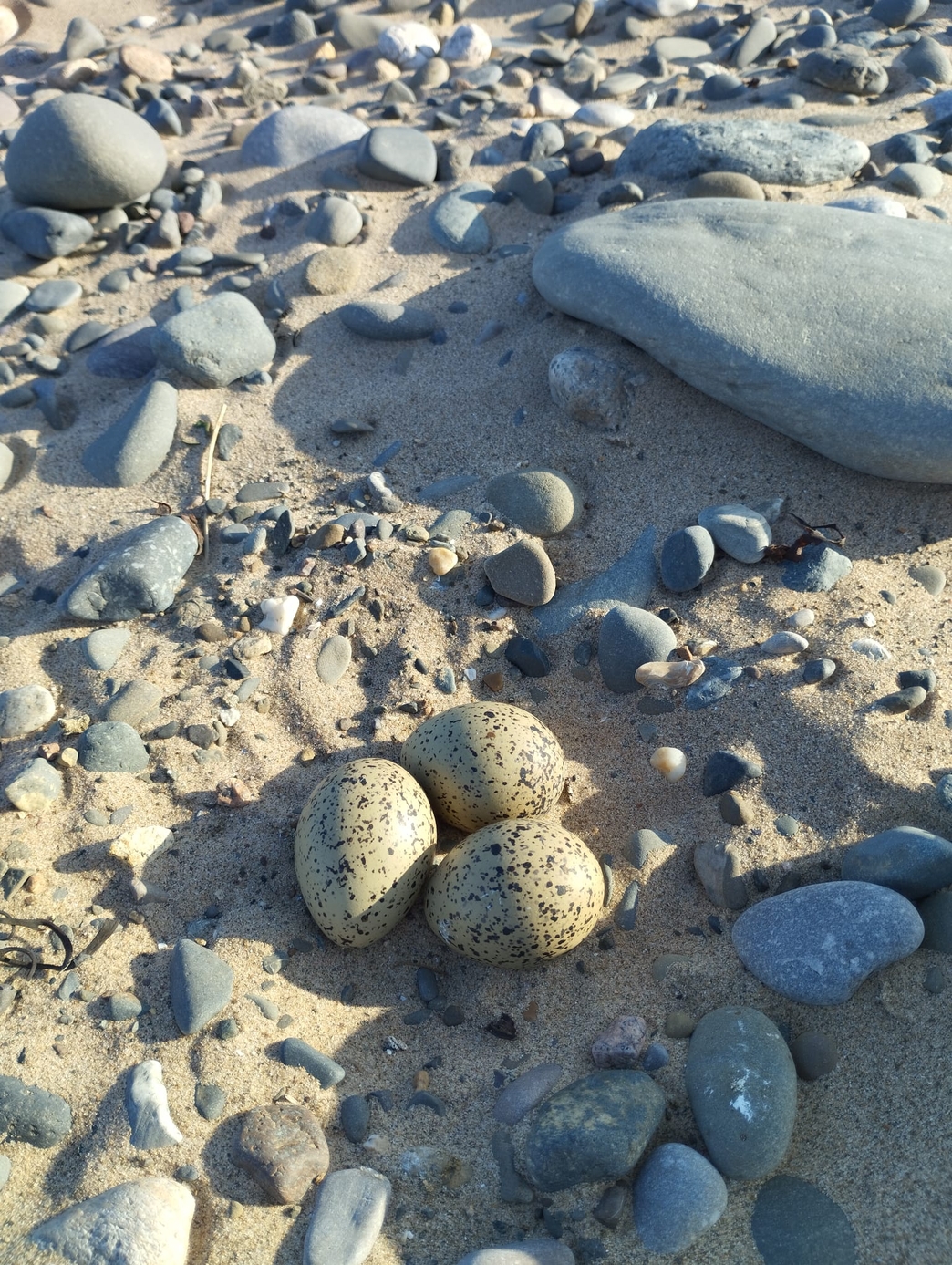 Successful seabird breeding season at South Walney and Foulney Island