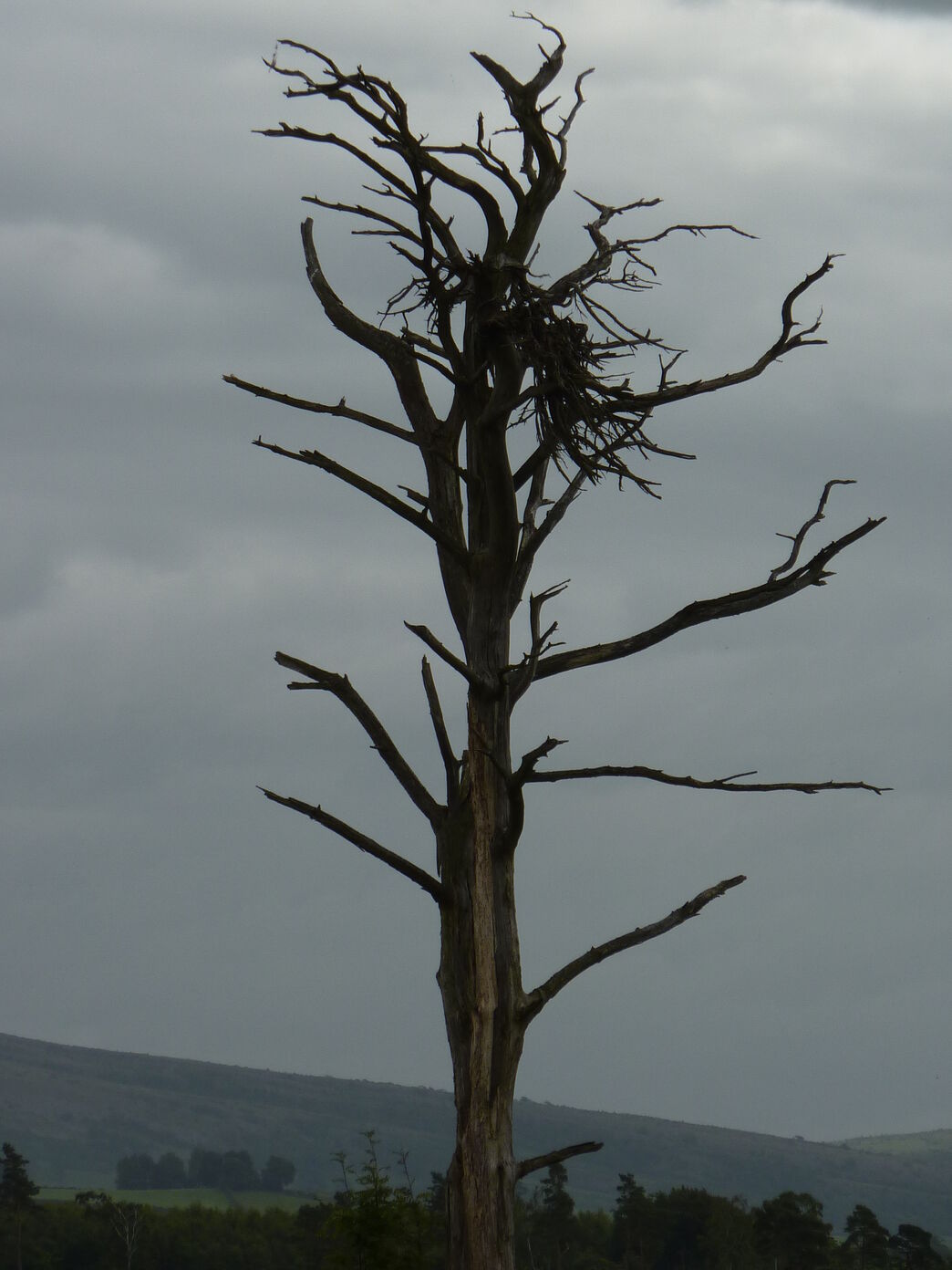 Counting down the days | Cumbria Wildlife Trust